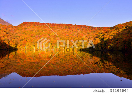 八甲田山の紅葉 35192644