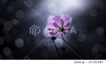 コスモス 35192885