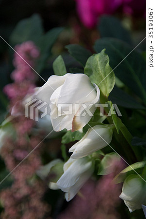 冬　クリスマスの花 35193067