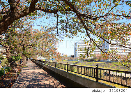 横浜市戸塚区　戸塚駅周辺　柏尾川河川敷　遊歩道 35193204