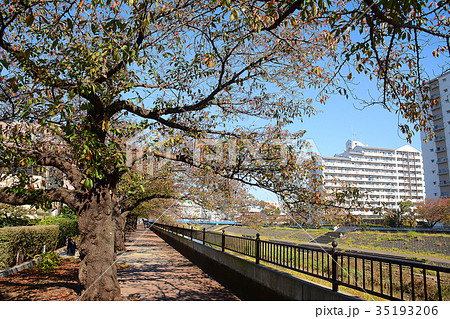 横浜市戸塚区　戸塚駅周辺　柏尾川河川敷　遊歩道 35193206