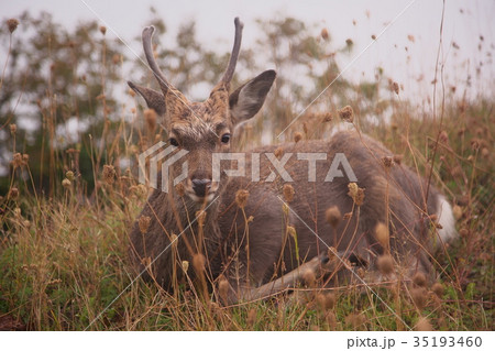 可愛い鹿の写真素材