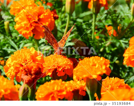 マリーゴールドにとまる蝶 35193684
