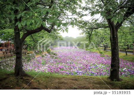 花菖蒲 花菖蒲 35193935