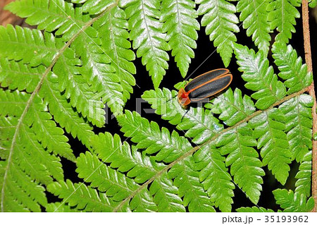 台湾 発光性 光物 35193962