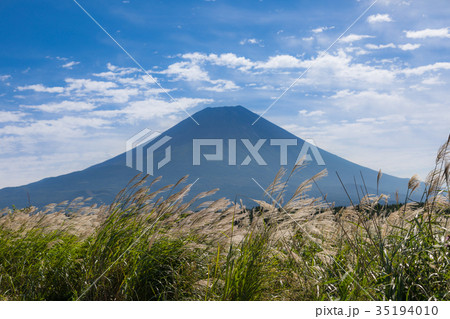 富士山　ススキ　青空 35194010