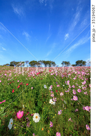 コスモス畑＠長崎県諫早市白木峰 35194067