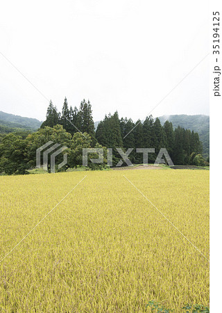 白馬村/青鬼集落の棚田 白馬村/青鬼集落の棚田 35194125