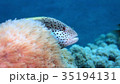 ホシゴンベのかくれんぼ 35194131