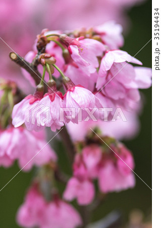 桜の花 35194434