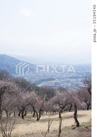 宝登山/梅百花園から秩父市街と秩父連山を望む 宝登山/梅百花園から秩父市街と秩父連山を望む 35194540