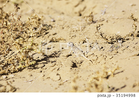 texture desert land sand dunes barkhans, deserts texture desert land sand dunes barkhans, deserts 35194998