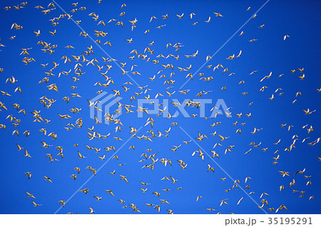 flock of pigeons against the blue sky flock of pigeons against the blue sky 35195291
