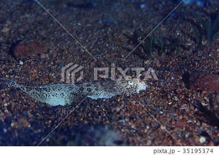 under water bottom flat fish 35195374
