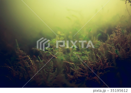 seaweed underwater freshwater 35195612