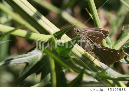オオチャバネセセリ　２頭 35195988