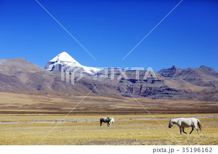 horses in Tibet against the background of mountains horses in Tibet against the background of mountains 35196162