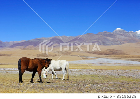 Sacred Mountain Kailas Sacred Mountain Kailas 35196228
