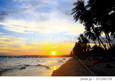 Silhouettes of palm trees 35196230