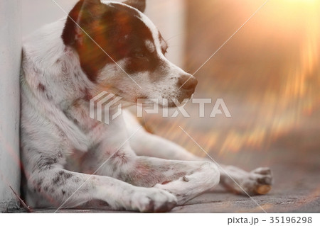 Dog lying in the street 35196298