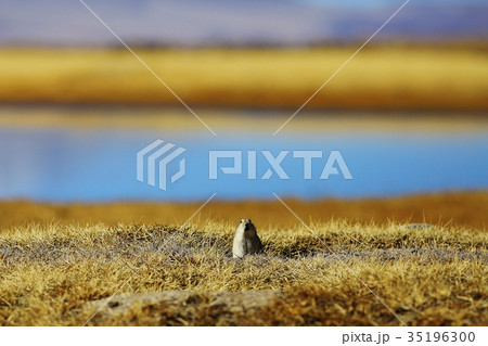 mountain river in tibet 35196300