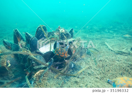 shell mussels on the sea bottom underwater photo 35196332