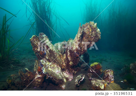 shell mussels on the sea bottom underwater photo 35196531
