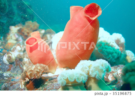 ascidia purple underwater photo coral reef 35196875
