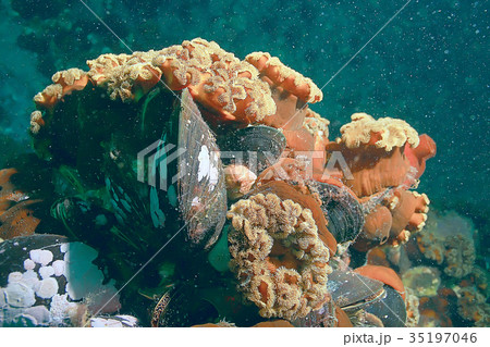 colony of sea anemones under water corals colony of sea anemones under water corals 35197046