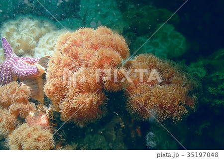 colony of sea anemones under water corals colony of sea anemones under water corals 35197048