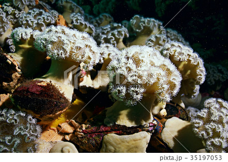 colony of sea anemones under water corals colony of sea anemones under water corals 35197053