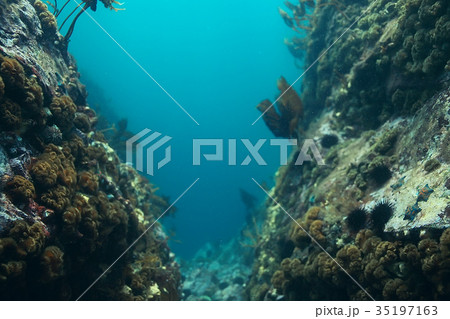 colony of sea anemones under water corals colony of sea anemones under water corals 35197163