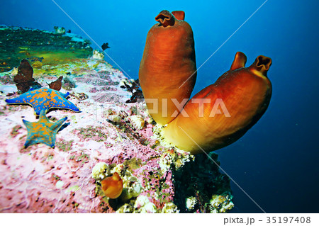 ascidia purple underwater photo coral reef 35197408