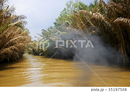 River flowing in the jungle 35197508