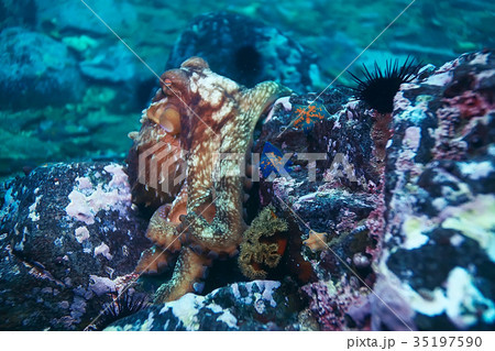 giant octopus underwater photo giant octopus underwater photo 35197590