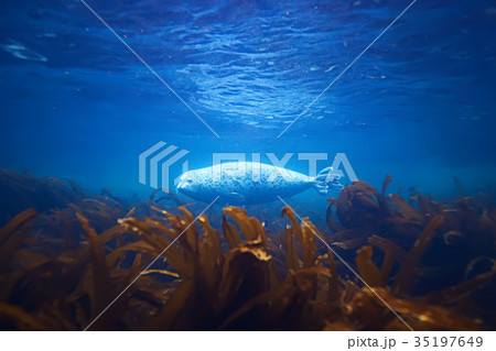 seal underwater photo in wild nature 35197649