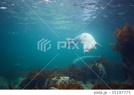 seal underwater photo in wild nature 35197775