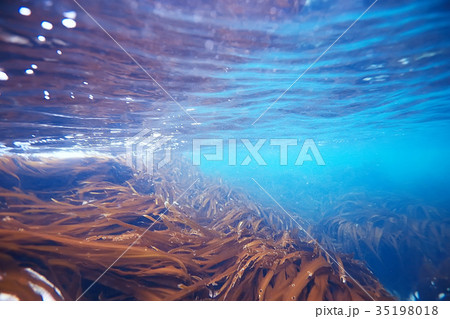 laminaria sea kale underwater photo ocean reef salt water 35198018