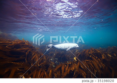 marine animals underwater photo 35198020