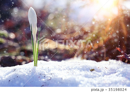 spring flowers, white crocus snowdrops sun rays spring flowers, white crocus snowdrops sun rays 35198024