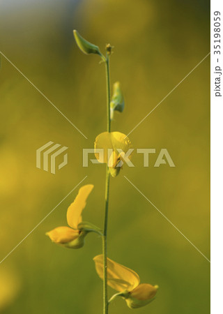 tropical rain forest plant, nature field 35198059