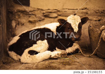 cow in a cattle yard near the house 35198155