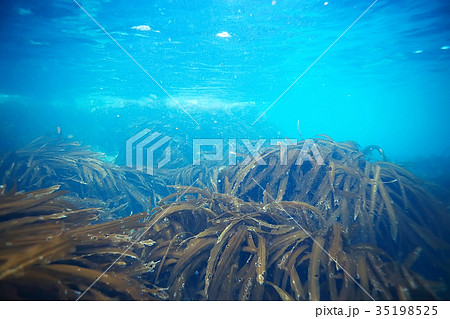 laminaria sea kale underwater photo ocean reef salt water 35198525