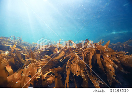 laminaria sea kale underwater photo ocean reef salt water 35198530