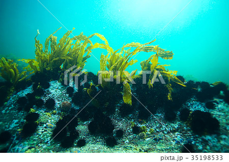 laminaria sea kale underwater photo ocean reef salt water 35198533