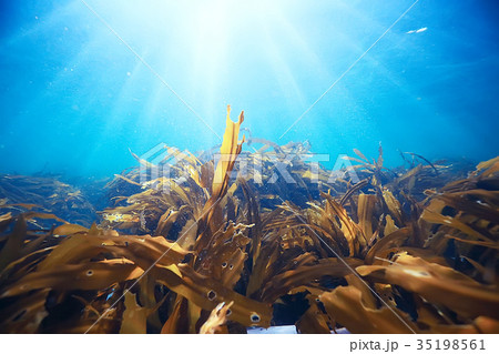 laminaria sea kale underwater photo ocean reef salt water 35198561