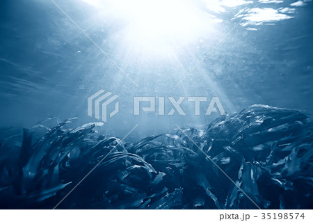 laminaria sea kale underwater photo ocean reef salt water laminaria sea kale underwater photo ocean reef salt water 35198574