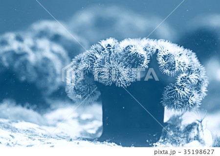 colony of sea anemones under water corals colony of sea anemones under water corals 35198627
