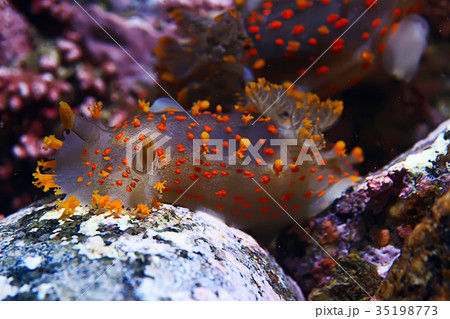 nudibranch clam underwater photo macro nudibranch clam underwater photo macro 35198773