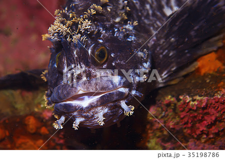 marine animals underwater photo marine animals underwater photo 35198786